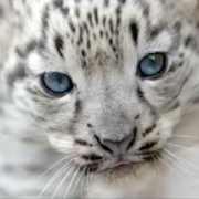 Indira et Altaï, les bébés panthères du zoo d'Asson