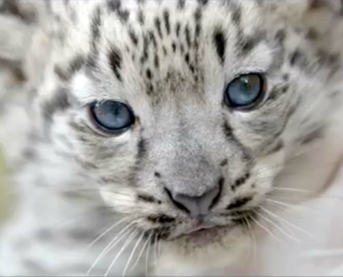 Indira et Altaï, les bébés panthères du zoo d'Asson