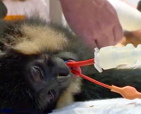 Le sauvetage d'un gibbon au zoo d'Asson