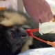 Le sauvetage d'un gibbon au zoo d'Asson