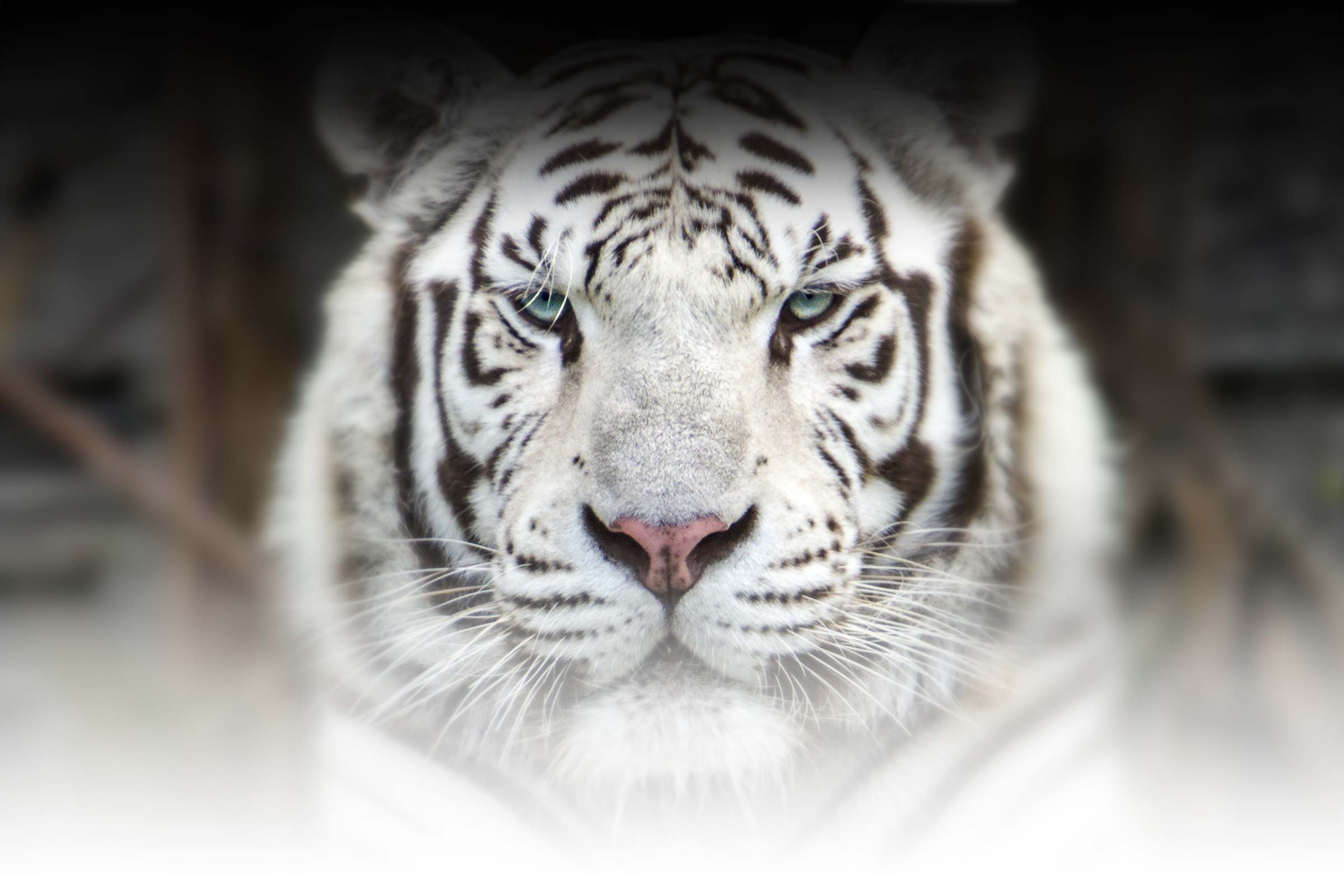 Radjah le tigre du zoo d'Asson