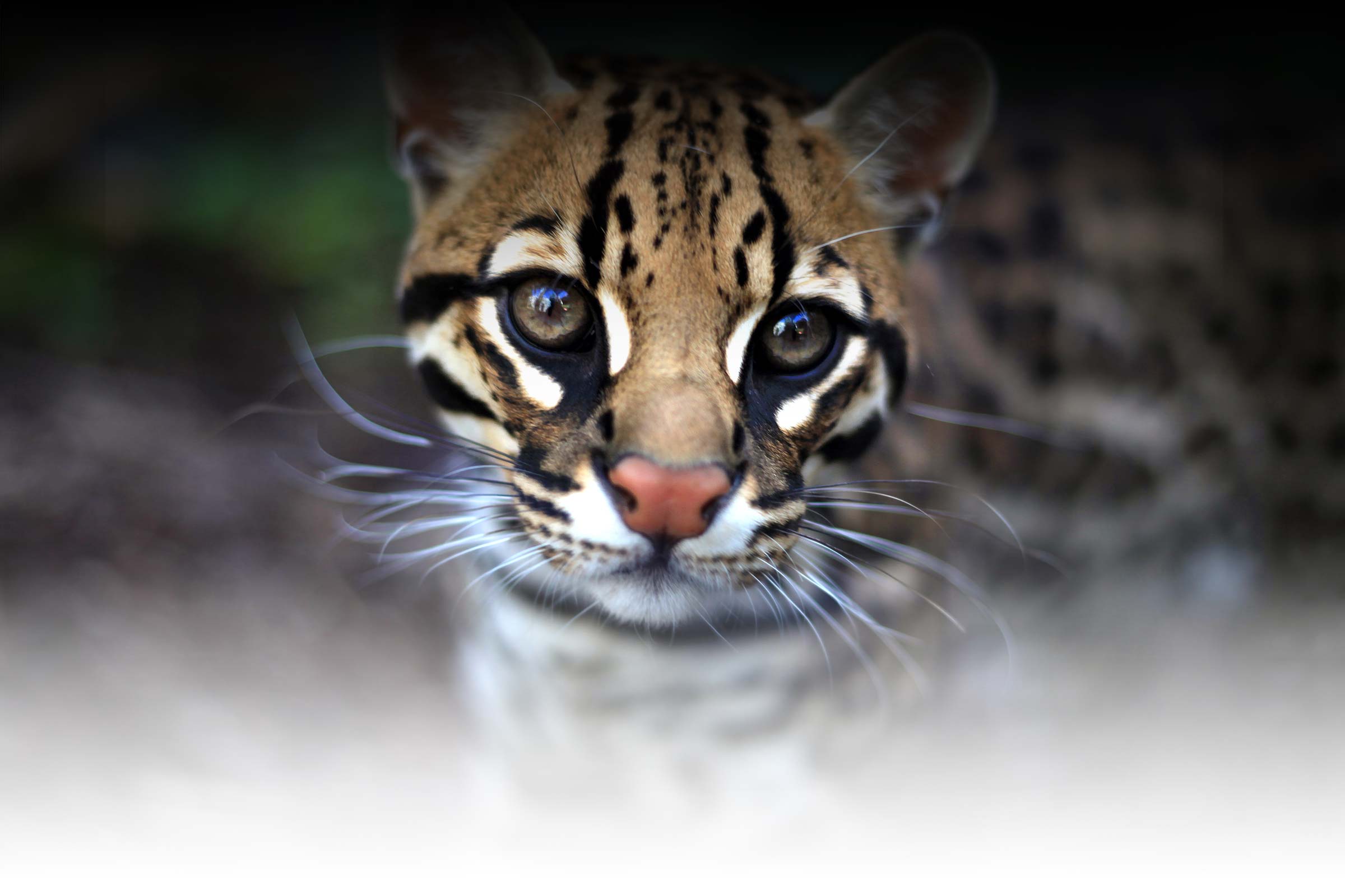 les ocelots du zoo d'Asson