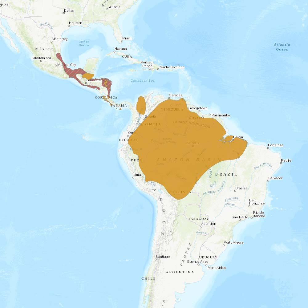 Répartition géographique des aras macao - IUCN Red List