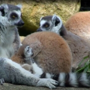 Zoo d'Asson, le parc au service de la biodiversité