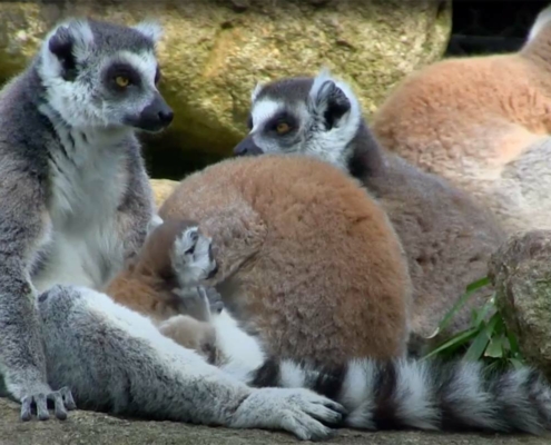 Zoo d'Asson, le parc au service de la biodiversité