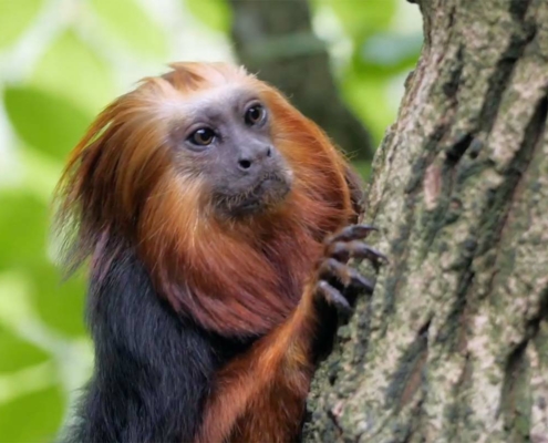 zoo d'Asson, des émotions inoubliables