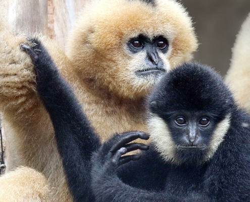 les gibbons à favoris blancs du zoo d'Asson