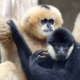 les gibbons à favoris blancs du zoo d'Asson