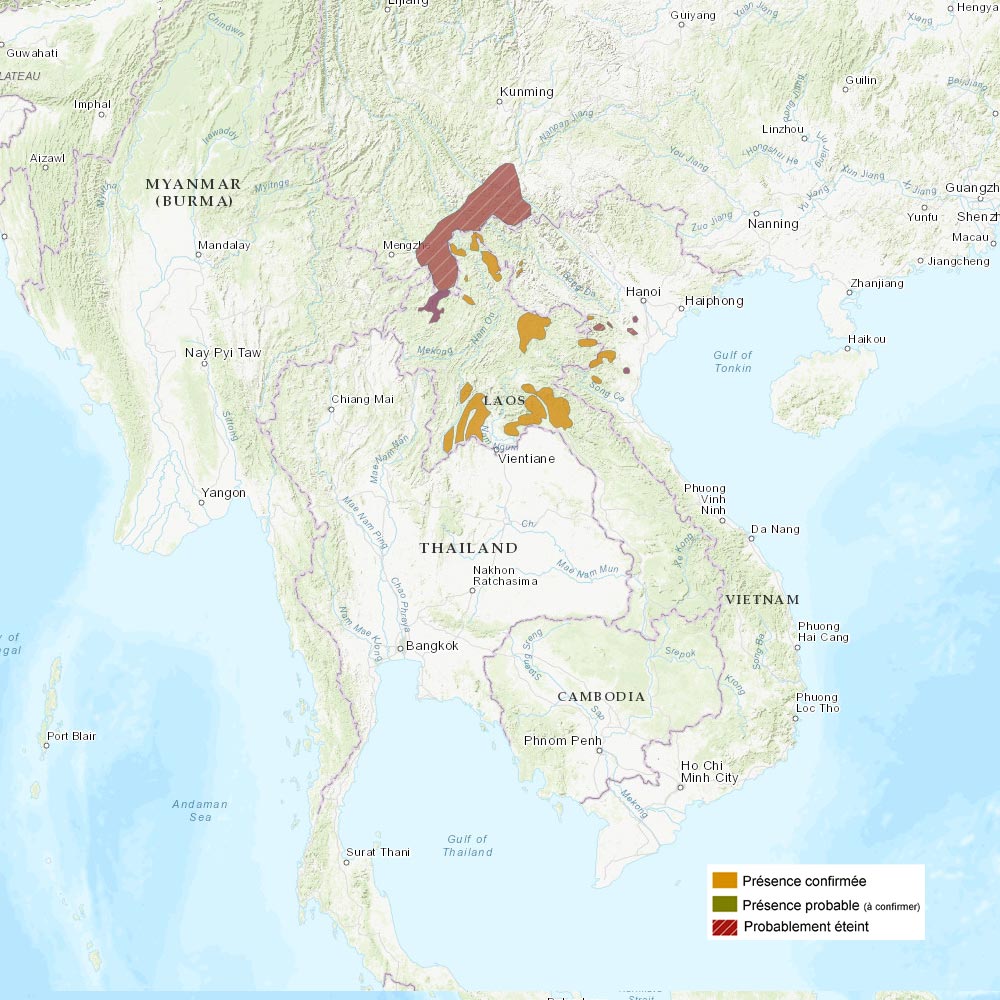 Répartition géographique des gibbons à favoris blancs - IUCN Red List