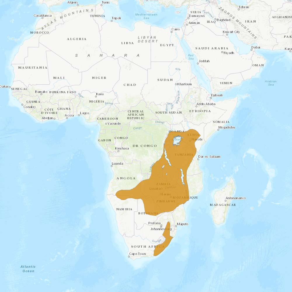 répartition géographique des royale / IUCN Red List