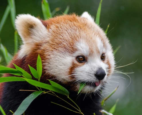les pandas roux du zoo d'Asson