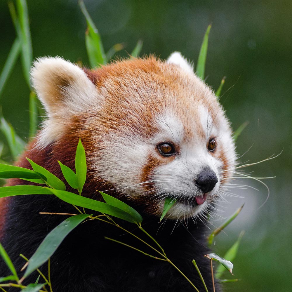 les pandas roux du zoo d'Asson