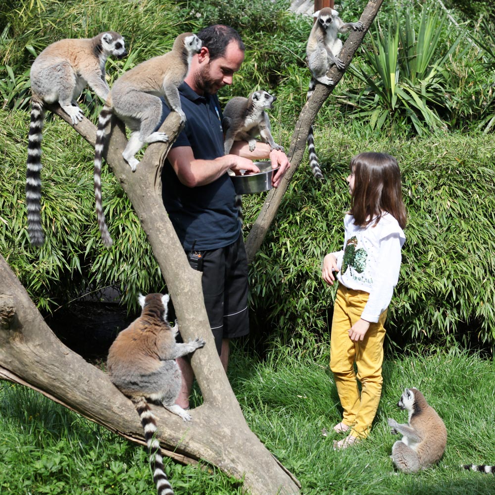 Nosy Be, les lémuriens en liberté au zoo d'Asson