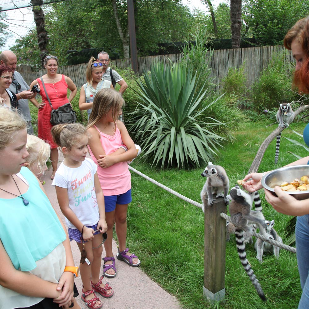Nourrissage des lémuriens au zoo d'Asson