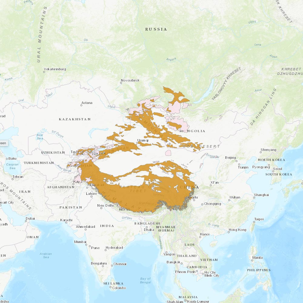 Répartition géographique des panthères des neiges / IUCN Red List