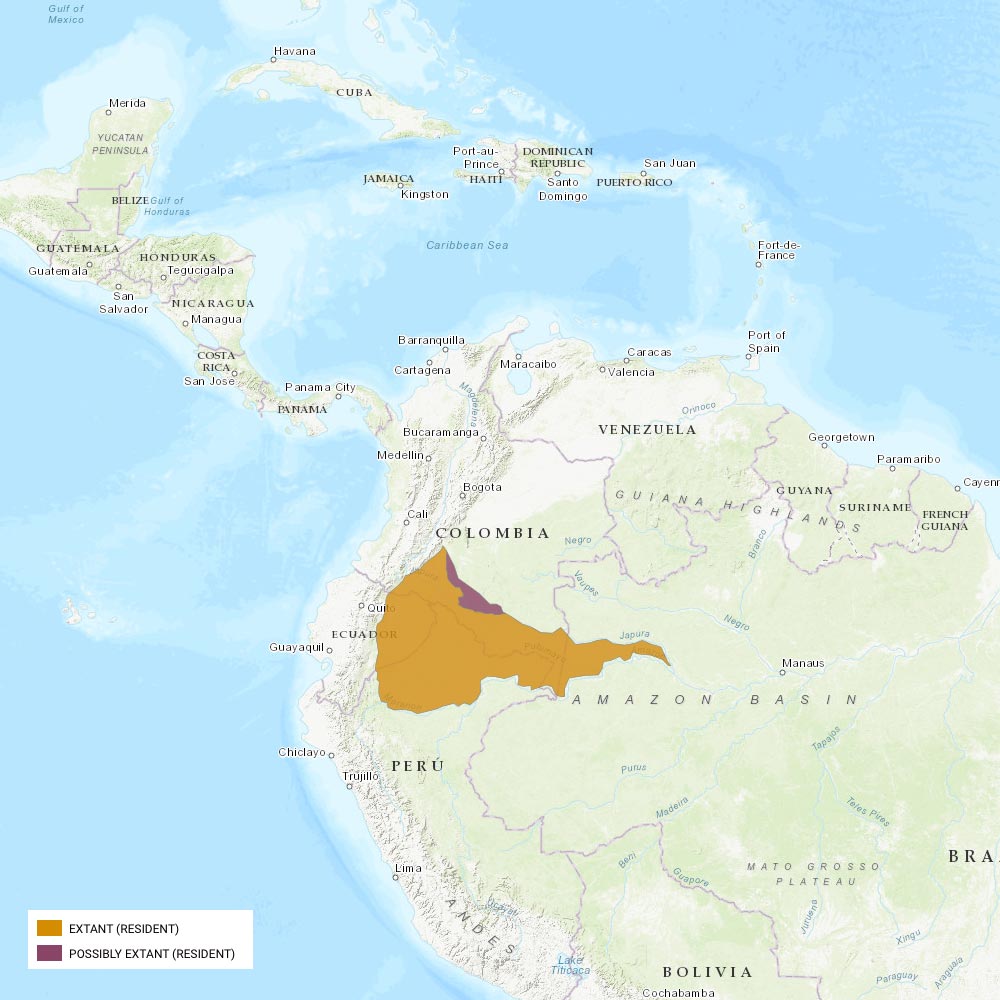 Répartition géographique des ouistitis pygmées / IUCN Red List