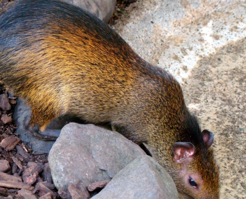 Les agoutis dorés du zoo d'Asson