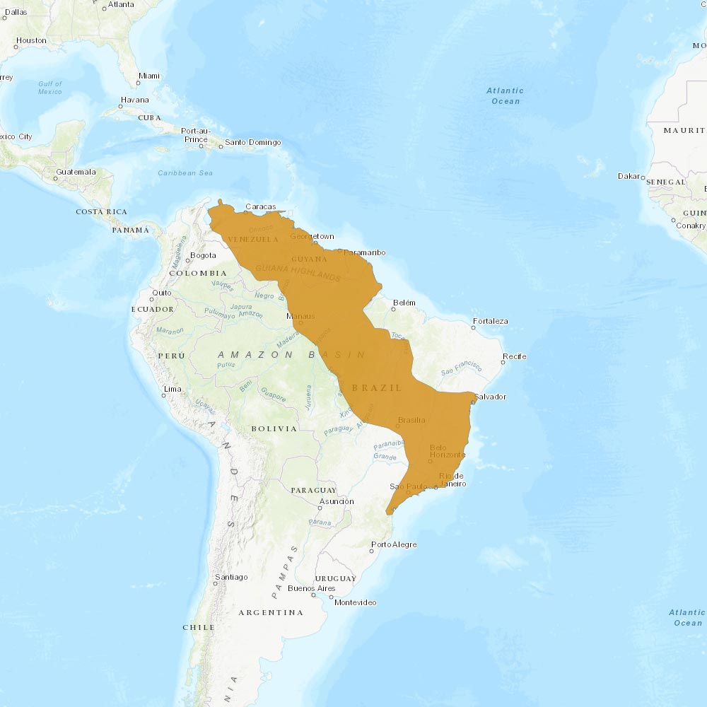 Répartition géographique des agoutis dorés / IUCN Red List