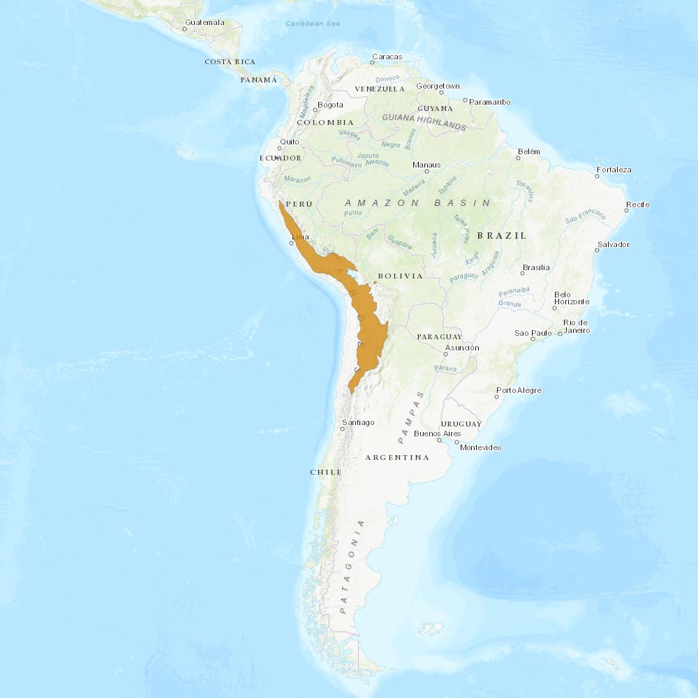 Répartition géographique des alpagas / IUCN Red List