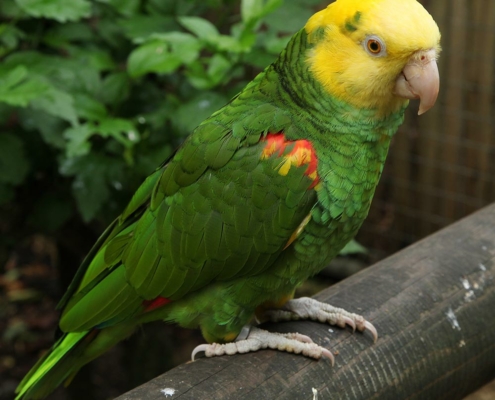 Les amazones à tête jaune du zoo d'Asson