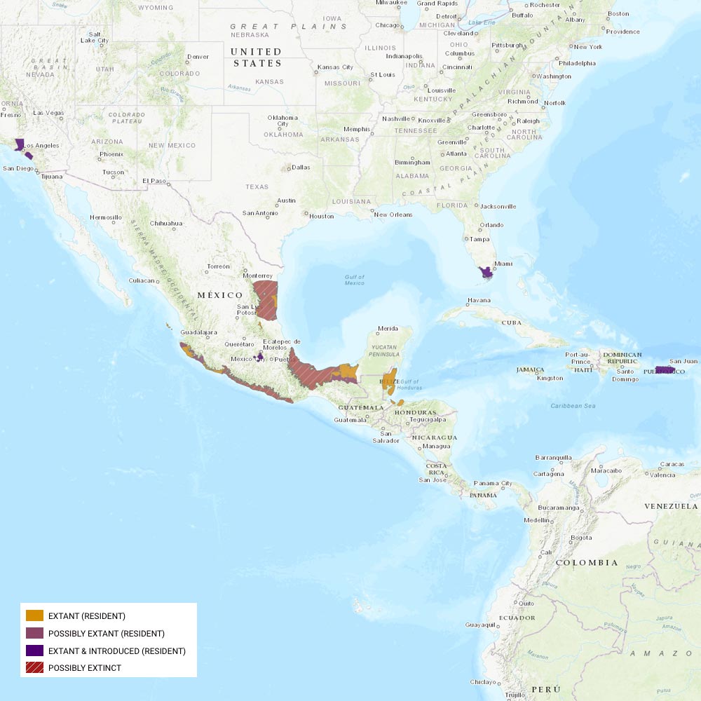 Répartition géographique des amazones à tête jaune / IUCN Red List