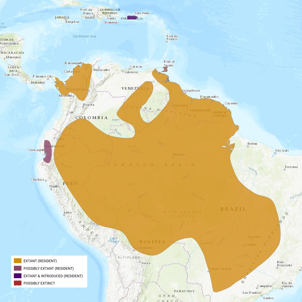 Répartition géographique des aras ararauna / IUCN Red List