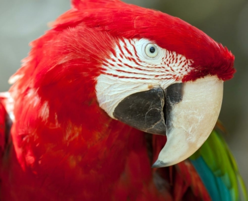 Les aras chloroptères du zoo d'Asson