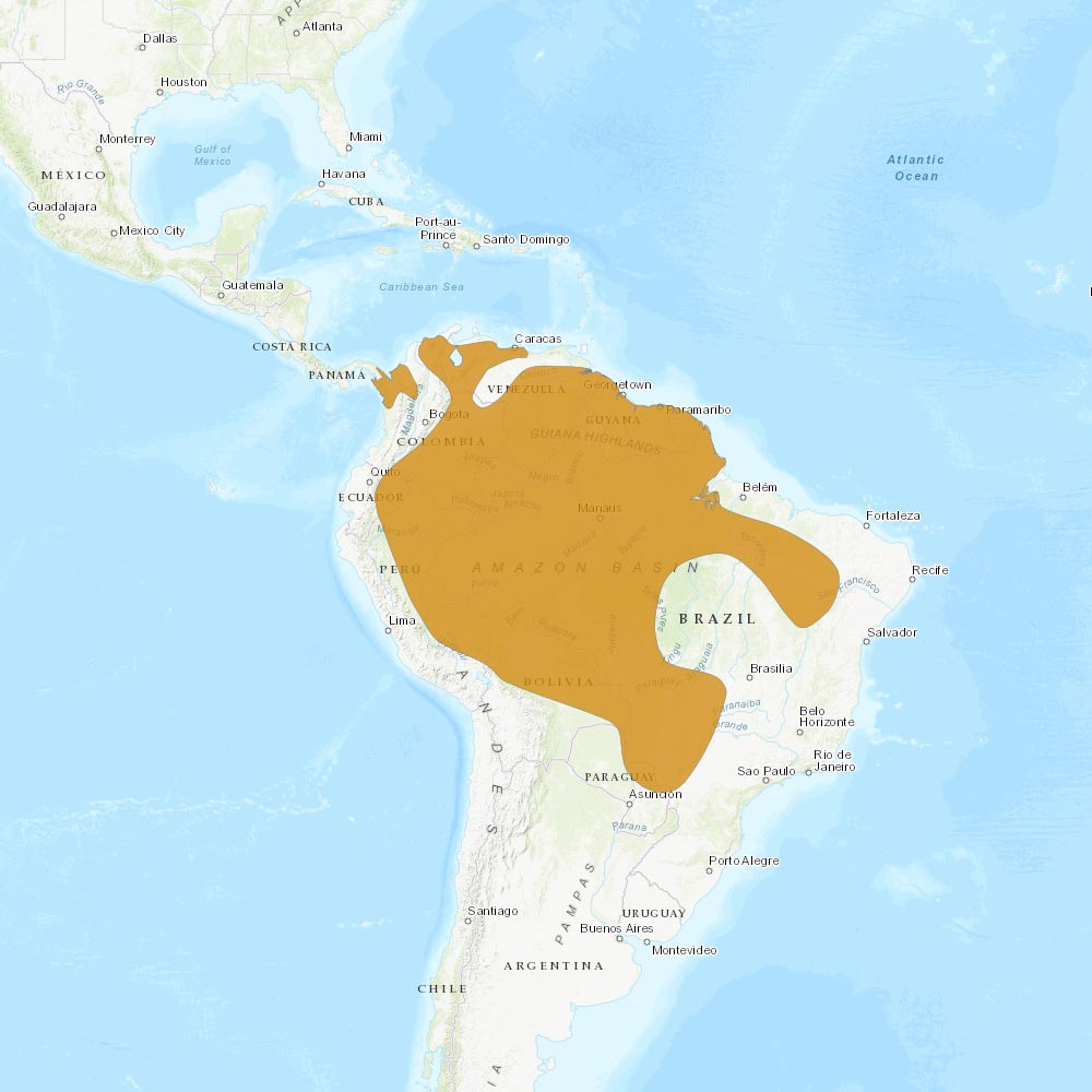 Répartition géographique des aras chloroptères / IUCN Red List
