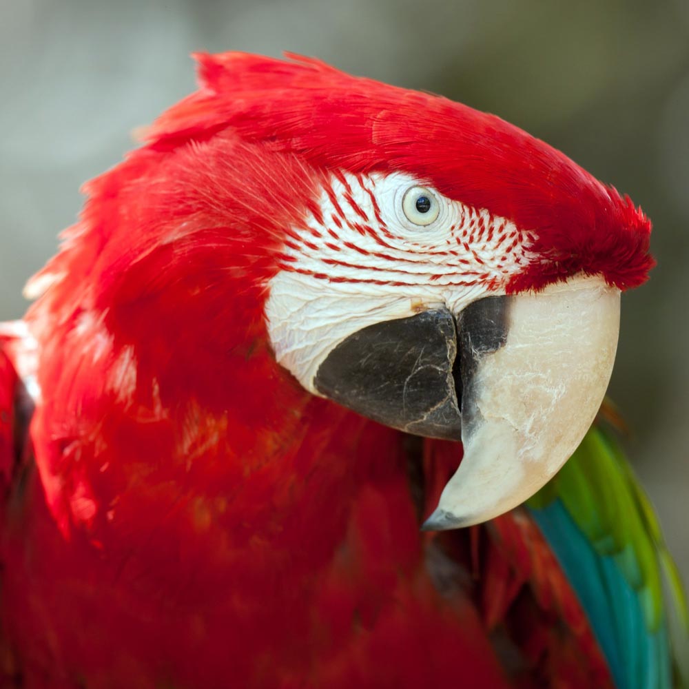 Les aras chloroptères du zoo d'Asson