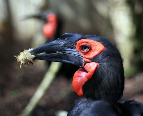 Les bucorves du Sud (calaos) du zoo d'Asson