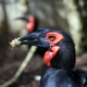 Les bucorves du Sud (calaos) du zoo d'Asson