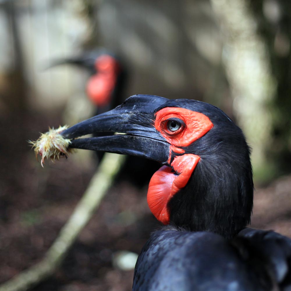 Les bucorves du Sud (calaos) du zoo d'Asson