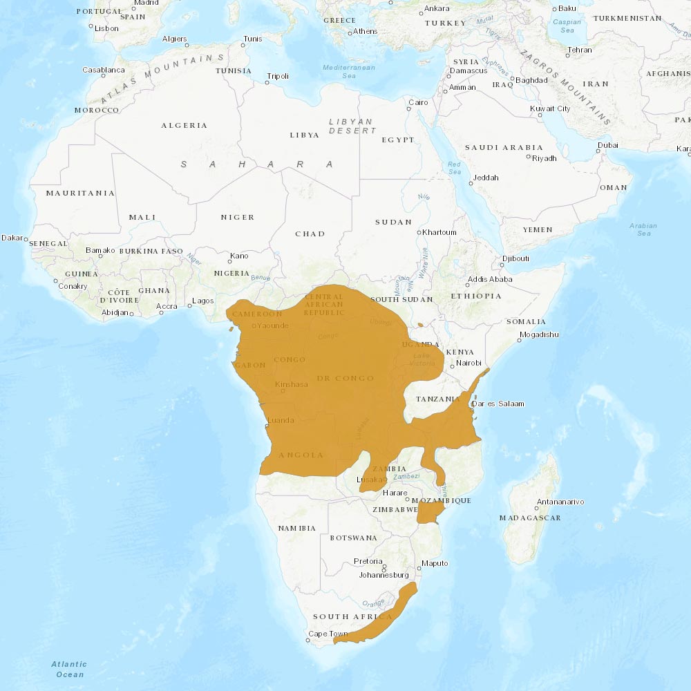 Répartition géographique des céphalophes bleus / IUCN Red List