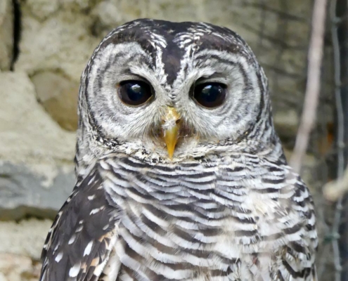 Les chouette du chaco du zoo d'Asson