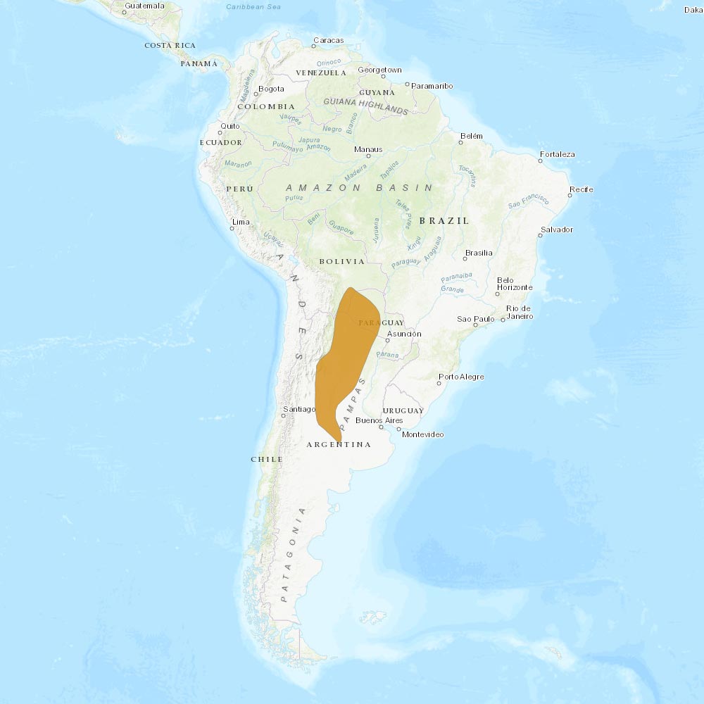 Répartition géographique des chouette du chaco / IUCN Red List