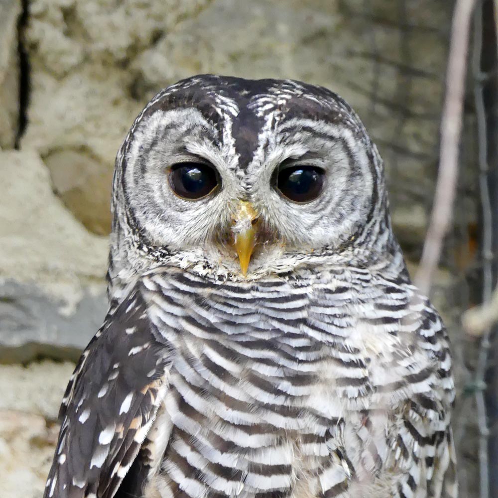 Les chouette du chaco du zoo d'Asson