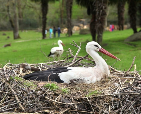 Les cigognes blanches du zoo d'Asson