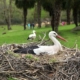 Les cigognes blanches du zoo d'Asson