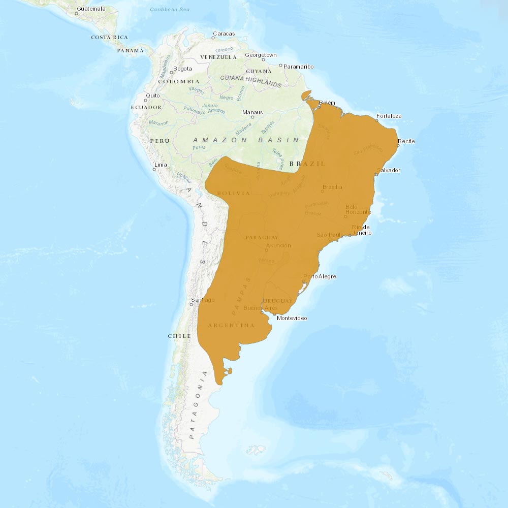 Répartition géographique des coucous Guira / IUCN Red List