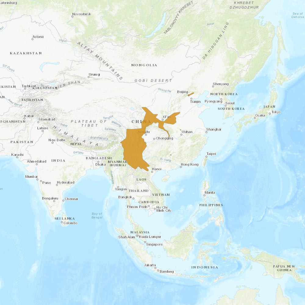 Répartition géographique des écureuils rayés de Swinhoe / IUCN Red List