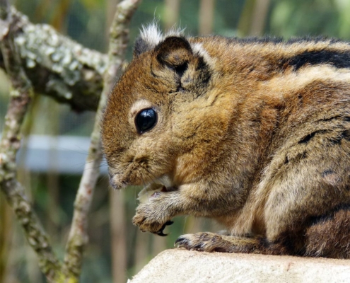 Les écureuils rayé de Swinhoe du zoo d'Asson