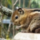 Les écureuils rayé de Swinhoe du zoo d'Asson
