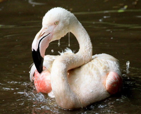 Les flamants roses du zoo d'Asson