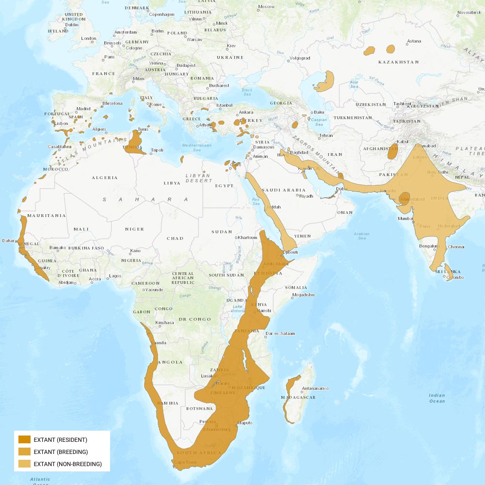 Répartition géographique des flamants roses / IUCN Red List