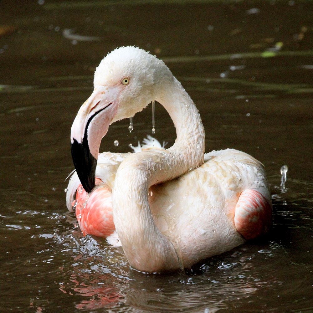 Les flamants roses du zoo d'Asson