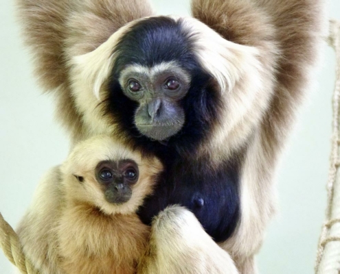 Les gibbon à bonnet du zoo d'Asson