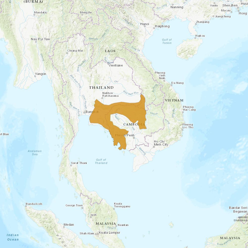 Répartition géographique des gibbon à bonnet / IUCN Red List