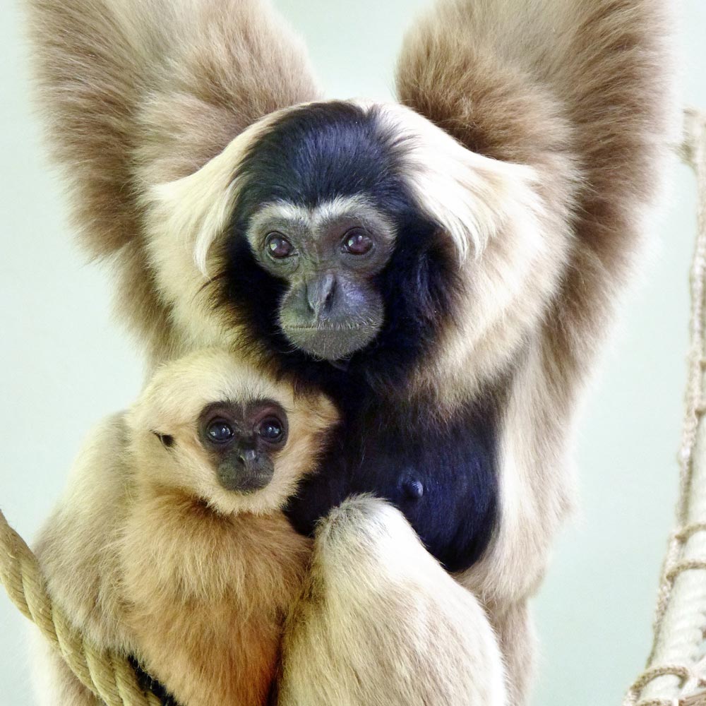 Les gibbon à bonnet du zoo d'Asson