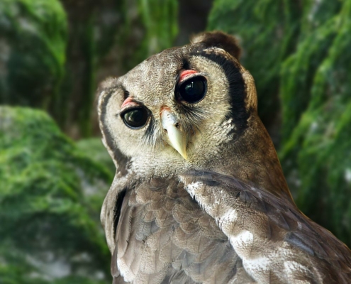 Grand-duc de Verreaux du zoo d'Asson