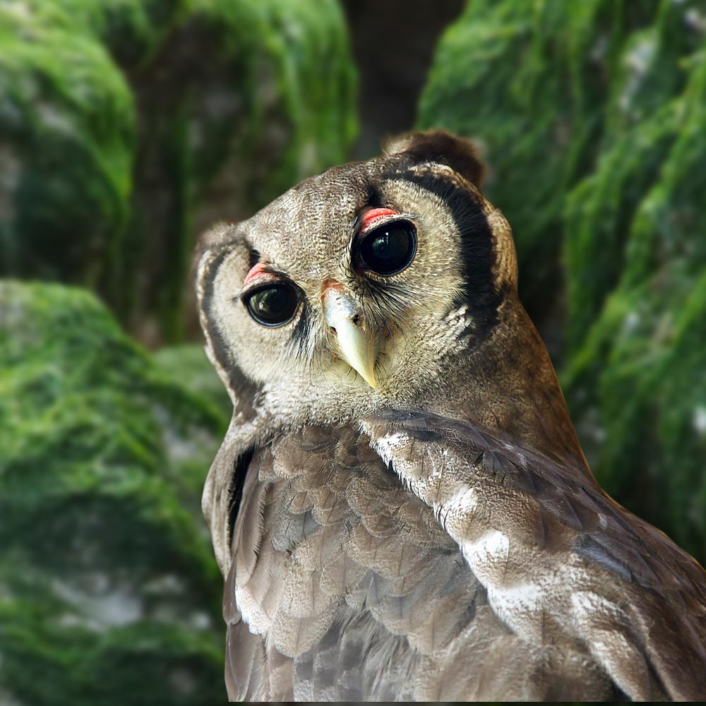 Grand-duc de Verreaux du zoo d'Asson